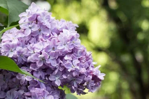 Lila Fliederblüten an einem Ast